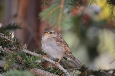 sparrow on the treeの写真素材