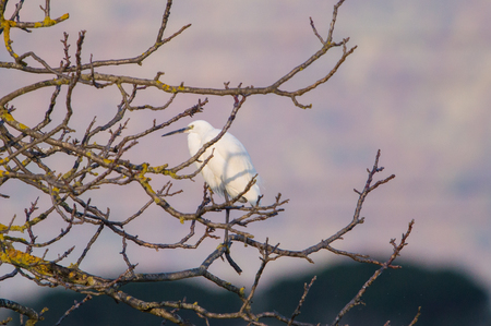 egretta garzettaの写真素材