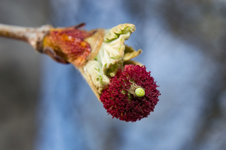 green spider on flower of the plane treeの写真素材
