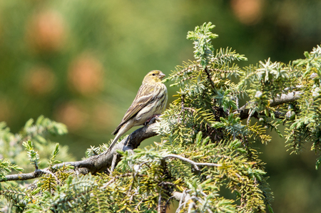 Greenfinch on tree