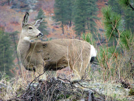 Deer watching