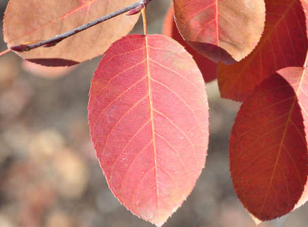 Fall color one leafの写真素材