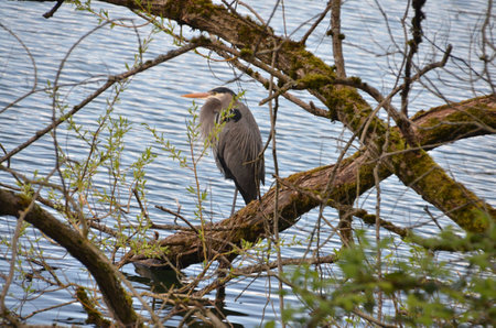 bird restingの写真素材