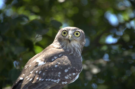 Who are you says the owlの写真素材