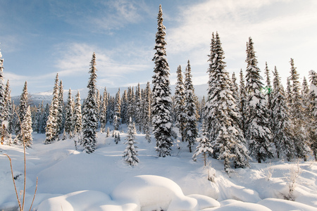 Winter hike in the reserveの写真素材