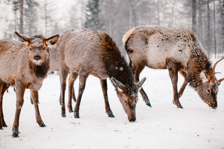Maral (deer). Reserve Zyuratkul. Chelyabinsk region.