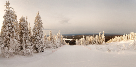 Mighty snow forest on the mountain "white".の写真素材