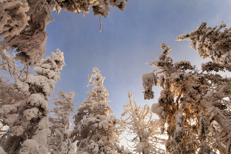 Mighty snow forest on the mountain "white".の写真素材