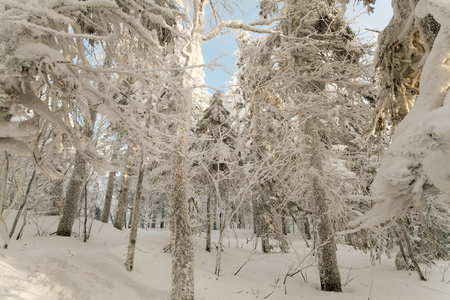 Mighty snow forest on the mountain "white"の写真素材
