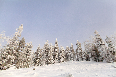 Mighty snow forest on the mountain "white"の写真素材