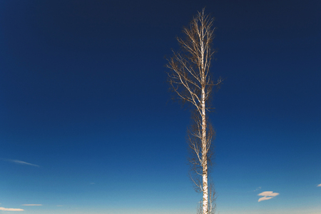 Lonely birch on top of a mountainの写真素材