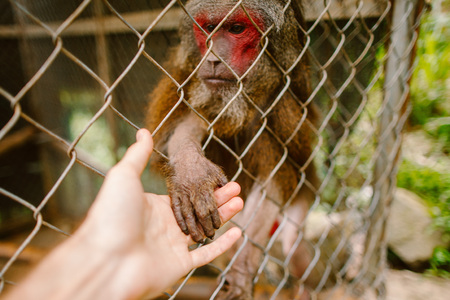 Monkeys in the outside willの写真素材