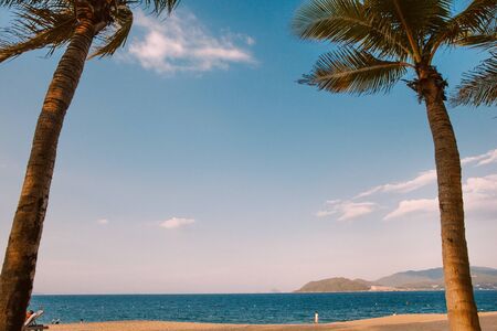 Palm trees growing on the beach. Vietnam. Nha chang.のeditorial素材