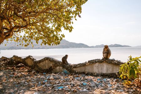 A pair of monkeys is sitting under a tree on the shoreの写真素材