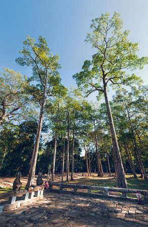 Siem Reap, Cambodia January 20, 2017. Tall trees near Angokor Thom Templeのeditorial素材