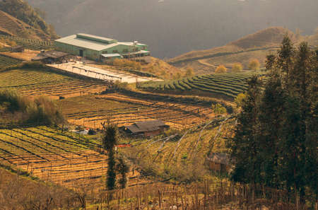 Terraces with beds and gardens. Farmland. Farm. Sapa, Lao Cai Province, Vietnamの写真素材