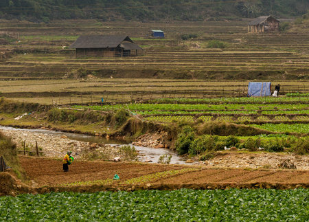 Landscape with rice fields in the village. Sapa, Vietnam.の写真素材