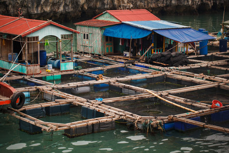 Traditional Vietnamese floating village in Halong Bay. Cat Ba, Vietnam.の写真素材