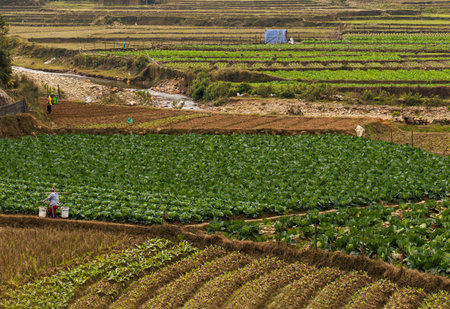 Landscape with vegetable gardens in the village. Sapa, Vietnam.の写真素材