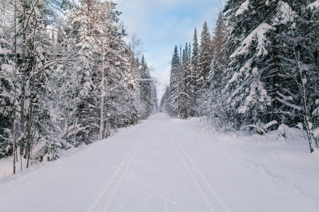 Narrow snowy forest road on a cloudy winter day.の写真素材