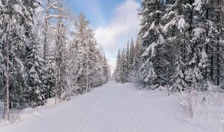Beautiful natural environment with road for traveling, scenic picture of winter season forest with frost and snow.の写真素材