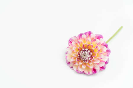 Dahlia On White Backgroundの写真素材