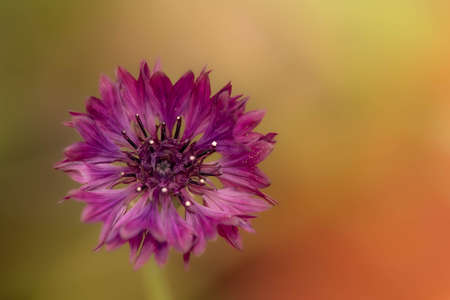 Purple Daisyの写真素材