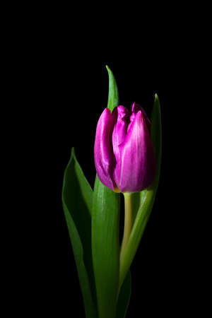 Purple isolated tulip on a black background. Beautiful light and shadows. Perfect for beauty salons...