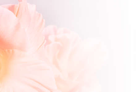 Soft pink abstract flower background with copy space. Perfect backdrop for beauty.の写真素材