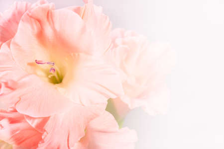 Soft pink flower background with copy space. Perfect backdrop for beauty ad.の写真素材