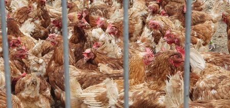 Full frame brown chicken farm shot for saleの写真素材