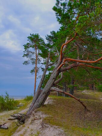 Deforestation effect Latvia, Jurmala, Europe. Higt angle viewの写真素材