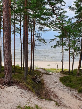 Deforestation effect Latvia, Jurmala, Europe. Higt angle viewの写真素材
