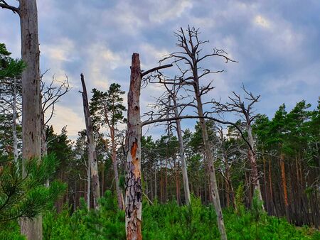 Deforestation effect Latvia, Jurmala, Europe. Higt angle viewの写真素材