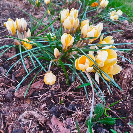 Crocus blooms in spring, cold temperature. Directly aboveの写真素材