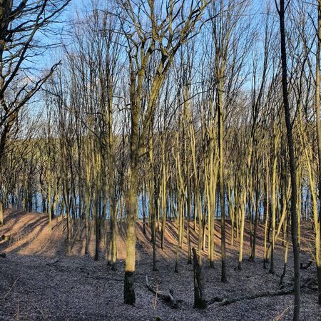Deforestation effect, Europe. Higt angle view. Directly above.の写真素材