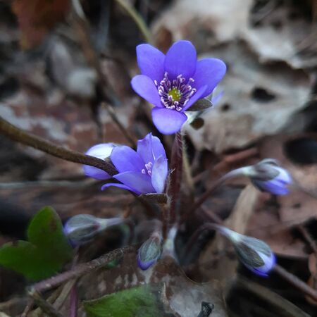Hepatica Nobilis, Anemone hepatica, Hepatica, first spring flowers in the blurred backgroundの写真素材