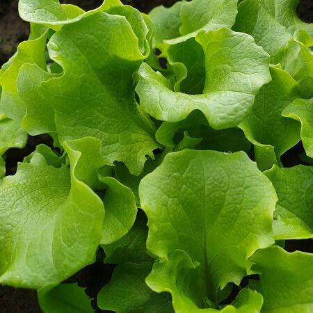 Concept of gardening- eco friendly organic fresch lettuce leaves growing in the garden. Copy space, green backgroundの写真素材