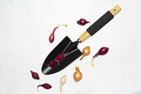 Concept of gardening tools : small shovel or spade for gardening  and onion bulbes on marble white texture background. Copy space, top viewの写真素材