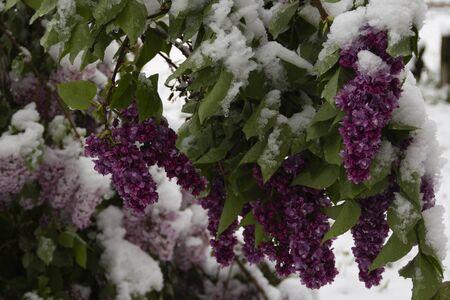 Spring time nature background with snow and lilac. Anomaly weather and climate change concept. Nature surprises on May 12, 2020 in Lithuania.の写真素材