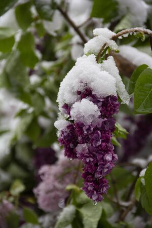 Spring time nature background with snow and lilac. Anomaly weather and climate change concept. Nature surprises on May 12, 2020 in Lithuania.の写真素材