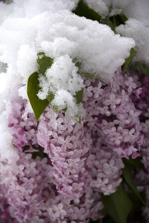 Spring time nature background with snow and lilac. Anomaly weather and climate change concept. Nature surprises on May 12, 2020 in Lithuania.の写真素材