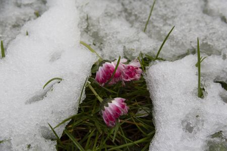 spring, snow and flowering.の写真素材