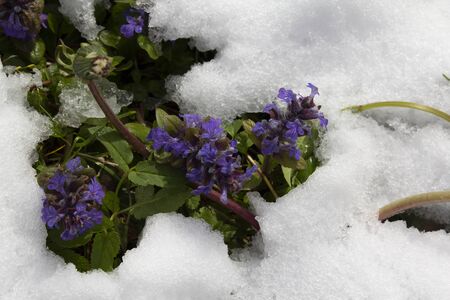 spring, snow and flowering. Natural surprises on May 12, 2020 in Lithuania.の写真素材