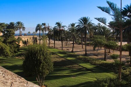 Palm trees in beautiful Mallorca, Spain. Balearic Islandsの写真素材