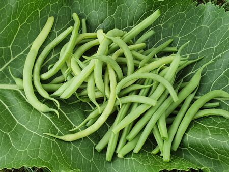 Green beans on a leaf of horseradish, green background