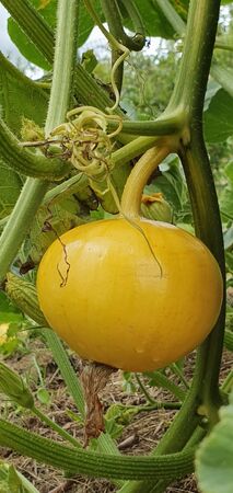 Yellow pumpkin grows in organic garden. Agriculture. Concept of healthy food.の写真素材