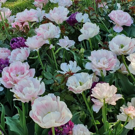 Colorful fresh blooming tulips in the spring gardenの写真素材