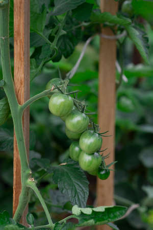 Small green tomatoes grow in a greenhouse on an organic farmの写真素材