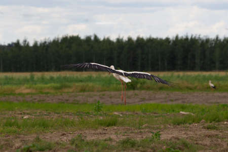The white stork begis to fly i the green fieldsの写真素材